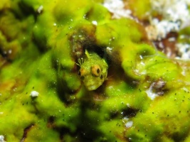 006 Secretary Blenny IMG 5732